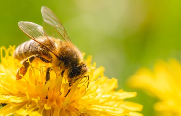 pszczola miod